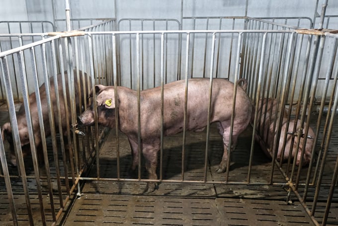 Duroc