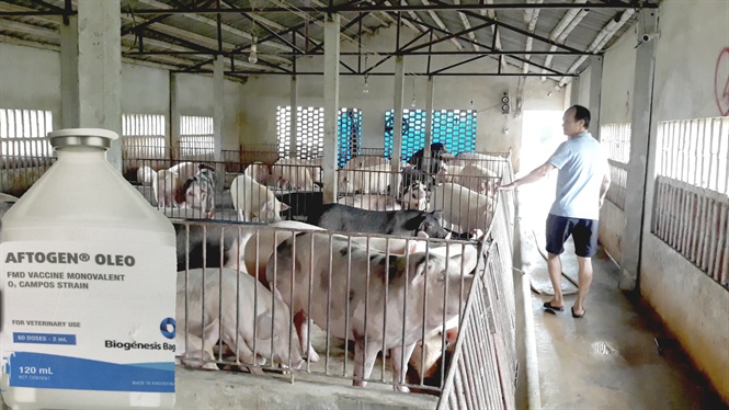 Lựa chọn vacxin phòng bệnh lở mồm long móng hiệu lực cao