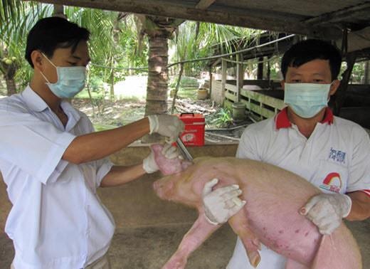 Tiêm vắc xin cho 100% gia súc vùng dịch lở mồm long móng