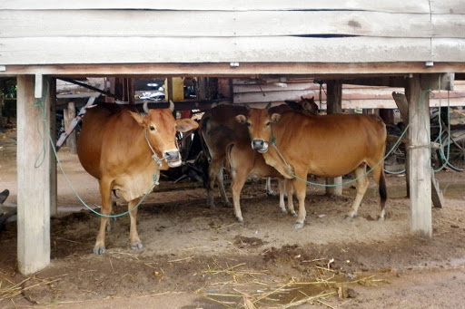 Không để dịch lở mồm long móng ở Quảng Nam lây lan diện rộng