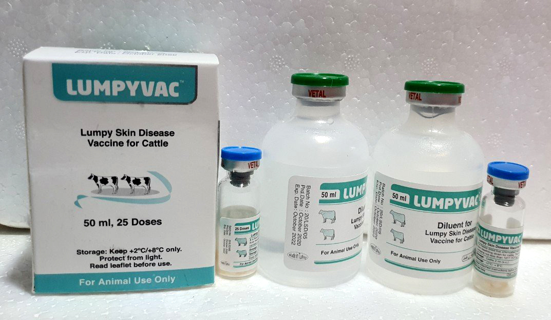 Việt Nam đã có vacxin bệnh viêm da nổi cục trâu bò