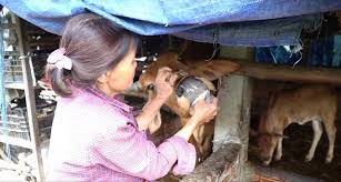 Nguy cơ lây lan dịch lở mồm long móng ở Quảng Ngãi rất cao