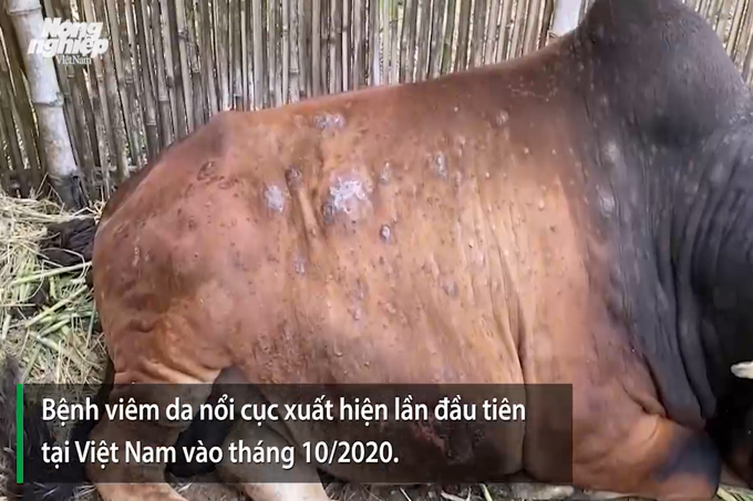 Hơn 4 triệu liều vacxin phòng bệnh viêm da nổi cục
