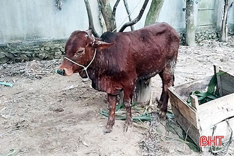 Hà Tĩnh: Hương Sơn xuất hiện bệnh viêm da nổi cục và dịch tả lợn châu Phi