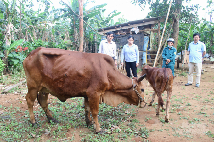 Không di chuyển trâu bò nhiễm bệnh viêm da nổi cục ra khỏi vùng dịch