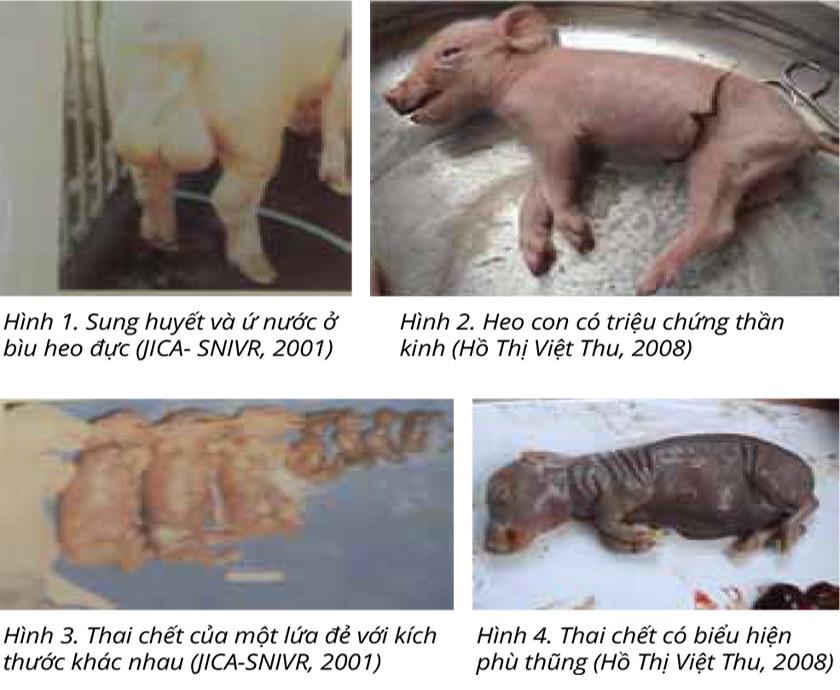 Bệnh viêm não Nhật Bản (Japanese encephalitis, Japanese B encephalitis)