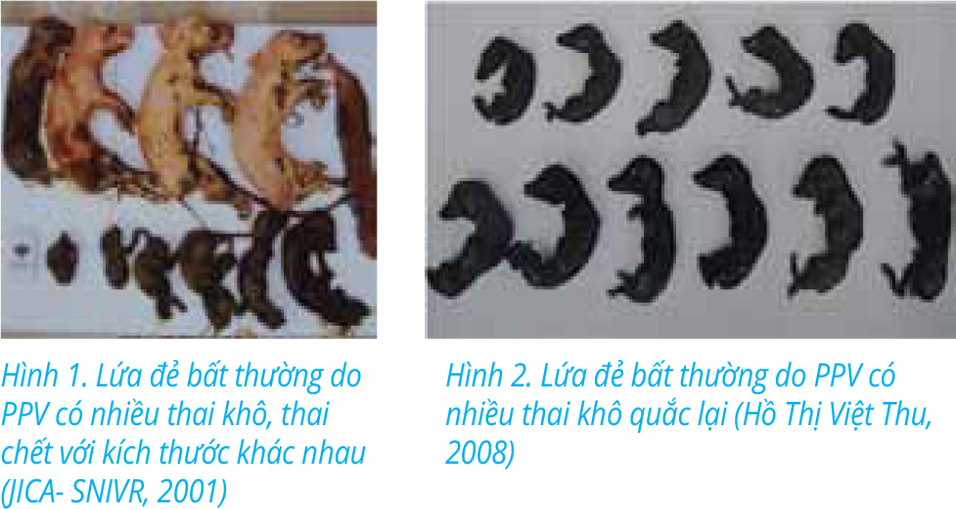 Chẩn đoán bệnh viêm não Nhật Bản trong hội chứng RLSS trên heo