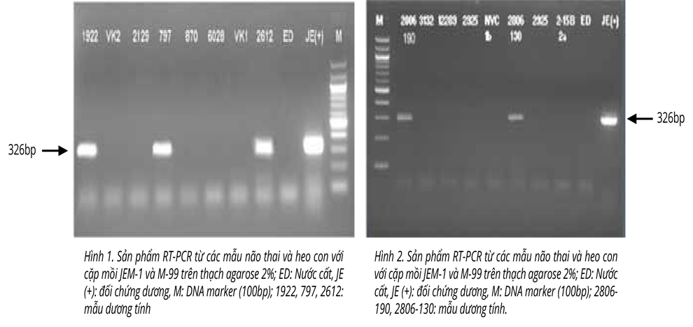 Vi-rút Viên não Nhật Bản (VNNB) Trong hội chứng rối loạn sinh sản (RLSS) trên heo