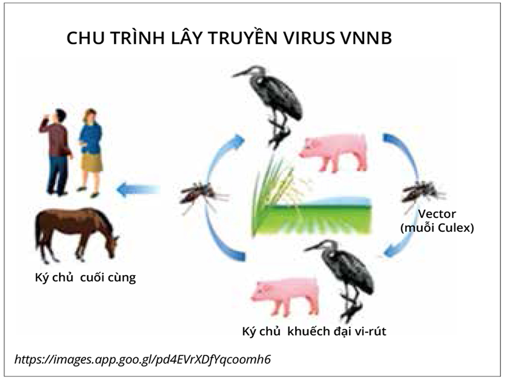 Phòng chống bệnh Viêm não Nhật Bản trên heo Vaccine lựa chọn hiệu quả