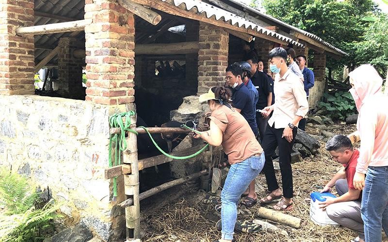 Bắc Kạn phòng ngừa bệnh lở mồm long móng trên đàn gia súc