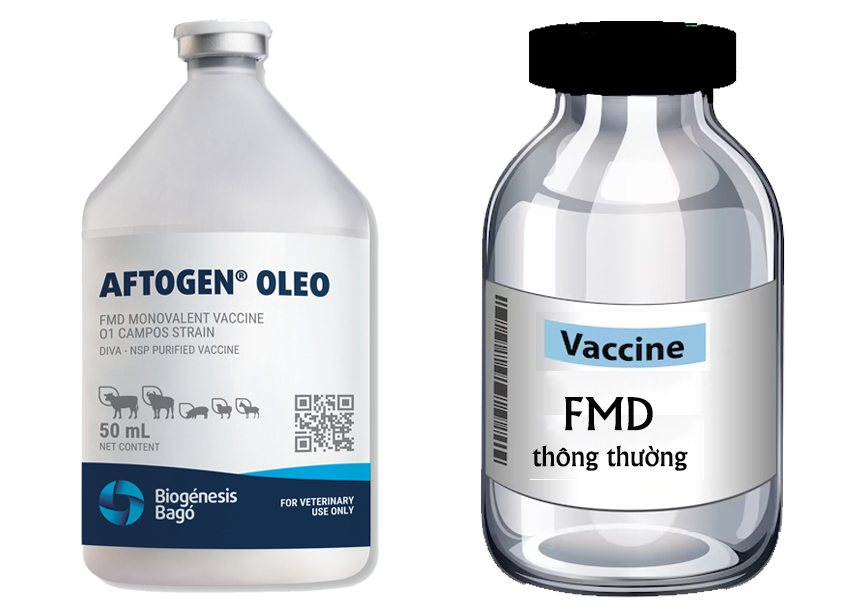 Vaccine lở mồm long móng Aftogen Oleo O1 Campos và vaccine thông thường khác nhau như thế nào?