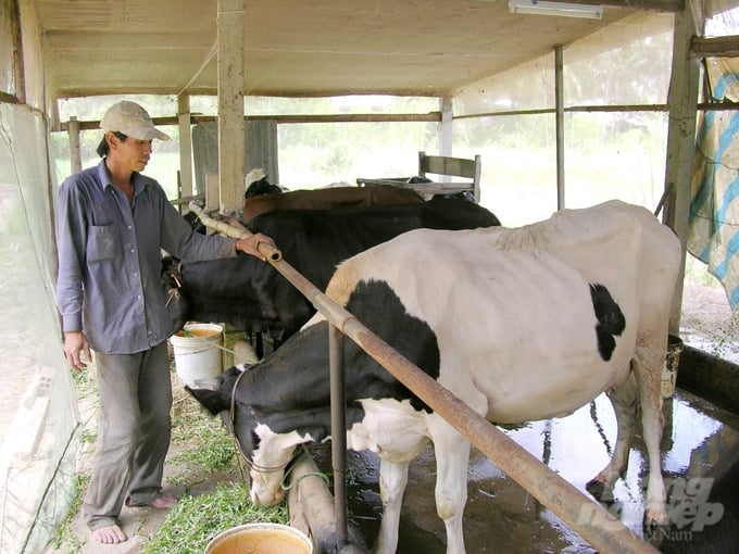 Tiêm miễn phí vacxin phòng bệnh lở mồm long móng