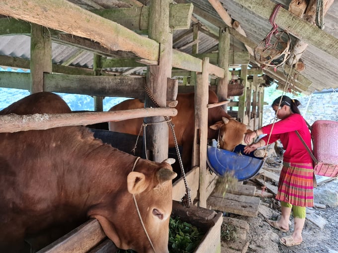 Thanh toán bệnh lở mồm long móng [Bài 5]: Cao nguyên đá dần vắng bóng dịch