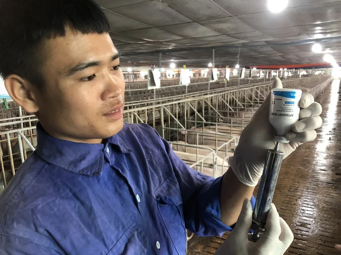 Thanh toán bệnh lở mồm long móng [Bài 6]: Khoanh vùng virus và lựa chọn vacxin tương thích