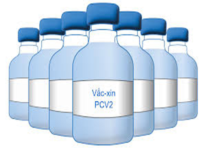 Phòng bệnh do PCV2, vì sao cần vắc xin phù hợp chủng: Bài 1- Dẫn chứng thực nghiệm