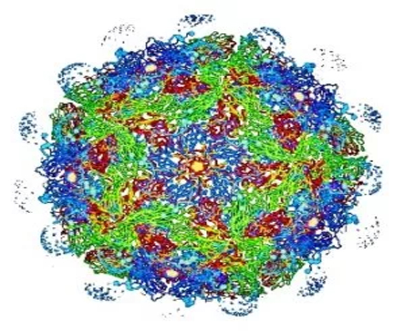 Bệnh lở mồm long móng trên heo (Foot & Mouth disease – FMD)