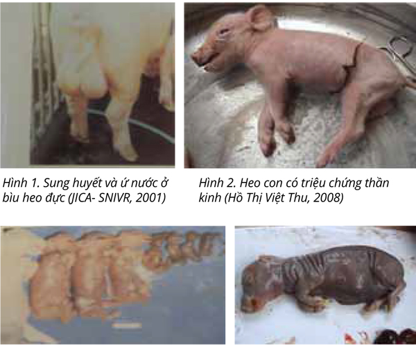 BỆNH VIÊM NÃO NHẬT BẢN TRÊN HEO (KỲ II)