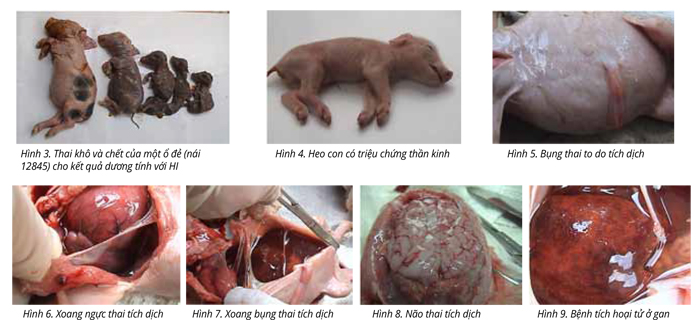 Vi-rút Viêm não Nhật Bản (VNNB) trong hội chứng rối loạn sinh sản (RLSS) trên heo (Kỳ IV)