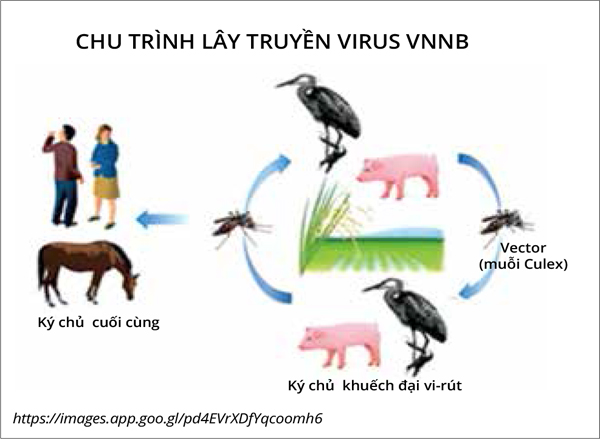 Phòng chống bệnh Viêm não Nhật Bản trên heo - Vaccine lựa chọn hiệu quả (Kỳ V)
