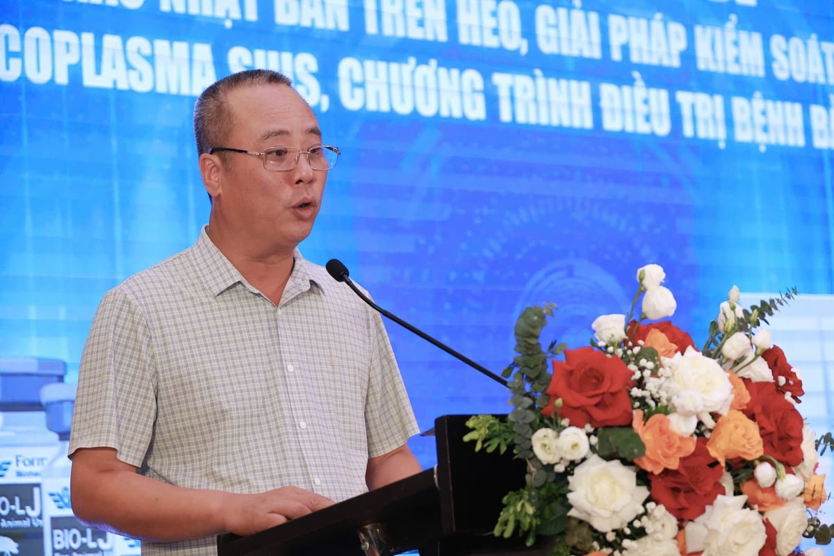 Phòng bệnh viêm não Nhật Bản trên heo bằng vaccine sống