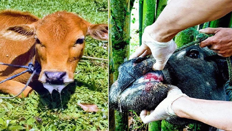 Ứng phó nguy cơ xâm nhiễm virus lở mồm long móng chủng mới