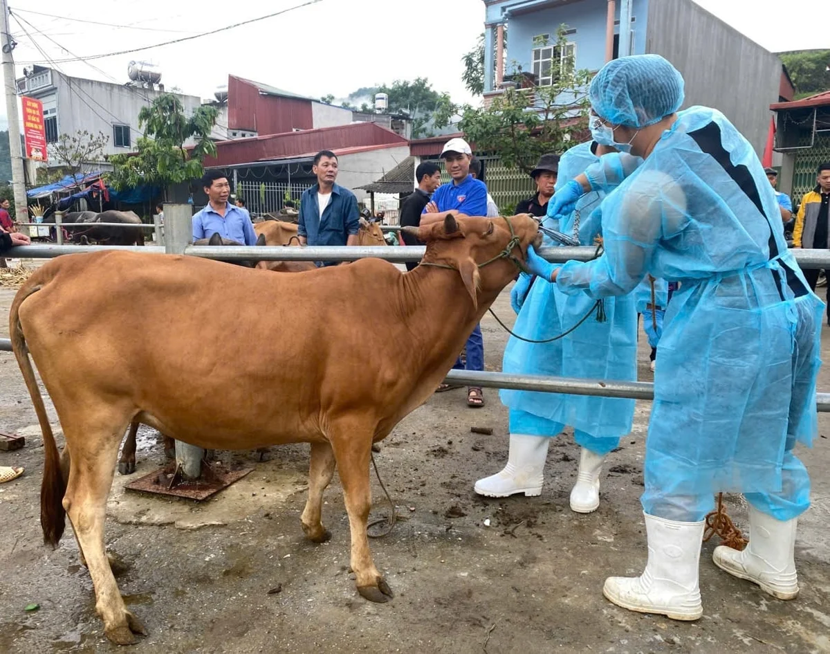 Truy tìm virus SAT1 từ chợ gia súc